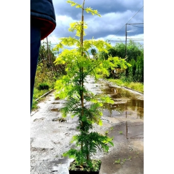 METASEKWOJA szczepiona na pniu GOLDRUSH - sadzonki 90 / 120 cm